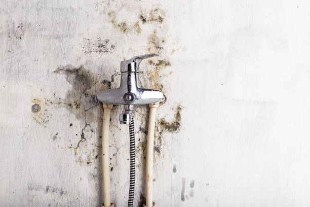 Best White Mold Remediation in University Park, TX