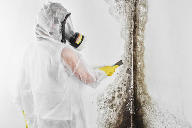 Best Preventive Mold Services in University Park, TX