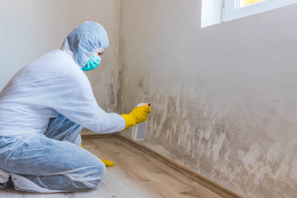 Best Post-Flood Mold Remediation in University Park, TX
