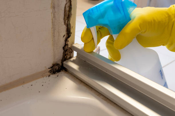 Best Basement Mold Remediation in University Park, TX