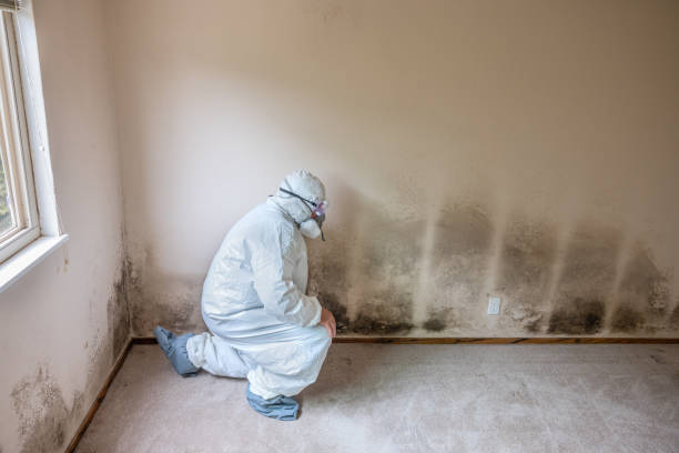 Best Bathroom Mold Remediation in University Park, TX