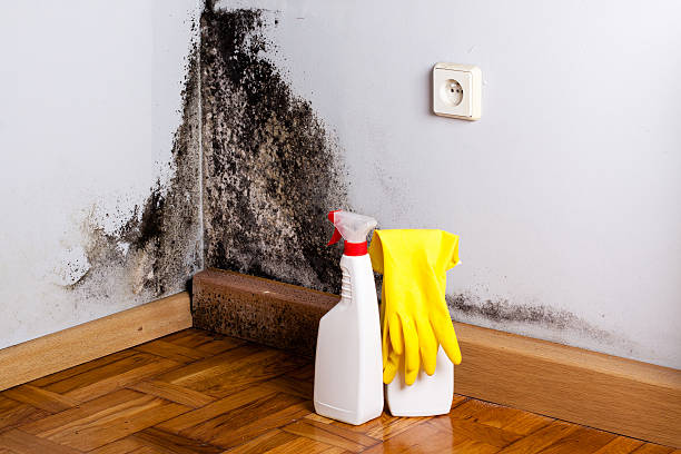 Best HVAC Mold Remediation in University Park, TX