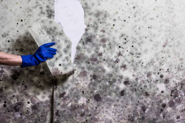 Best Mold Remediation for Specific Building Types in University Park, TX