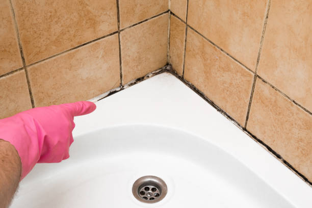 Best Health and Safety Mold Remediation in University Park, TX